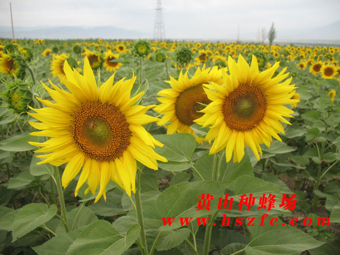 种蜂场简介