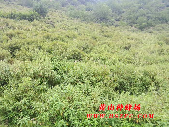 种蜂场简介