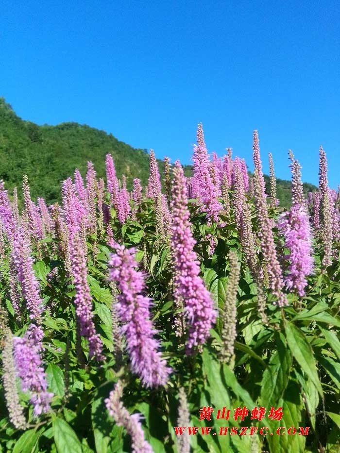 种蜂场简介