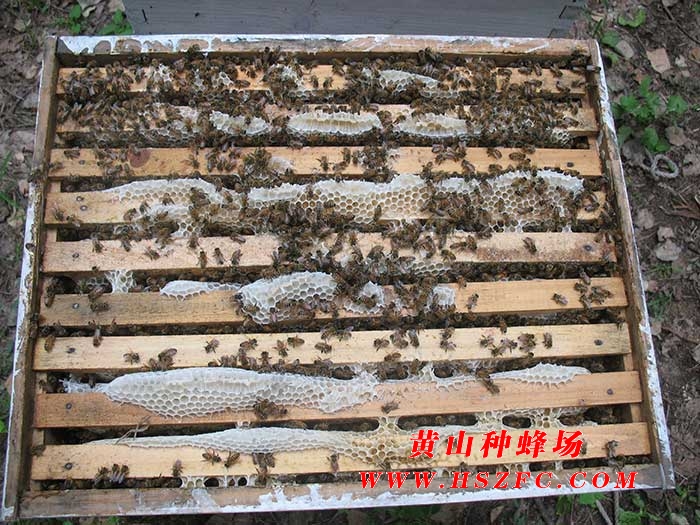种蜂场简介